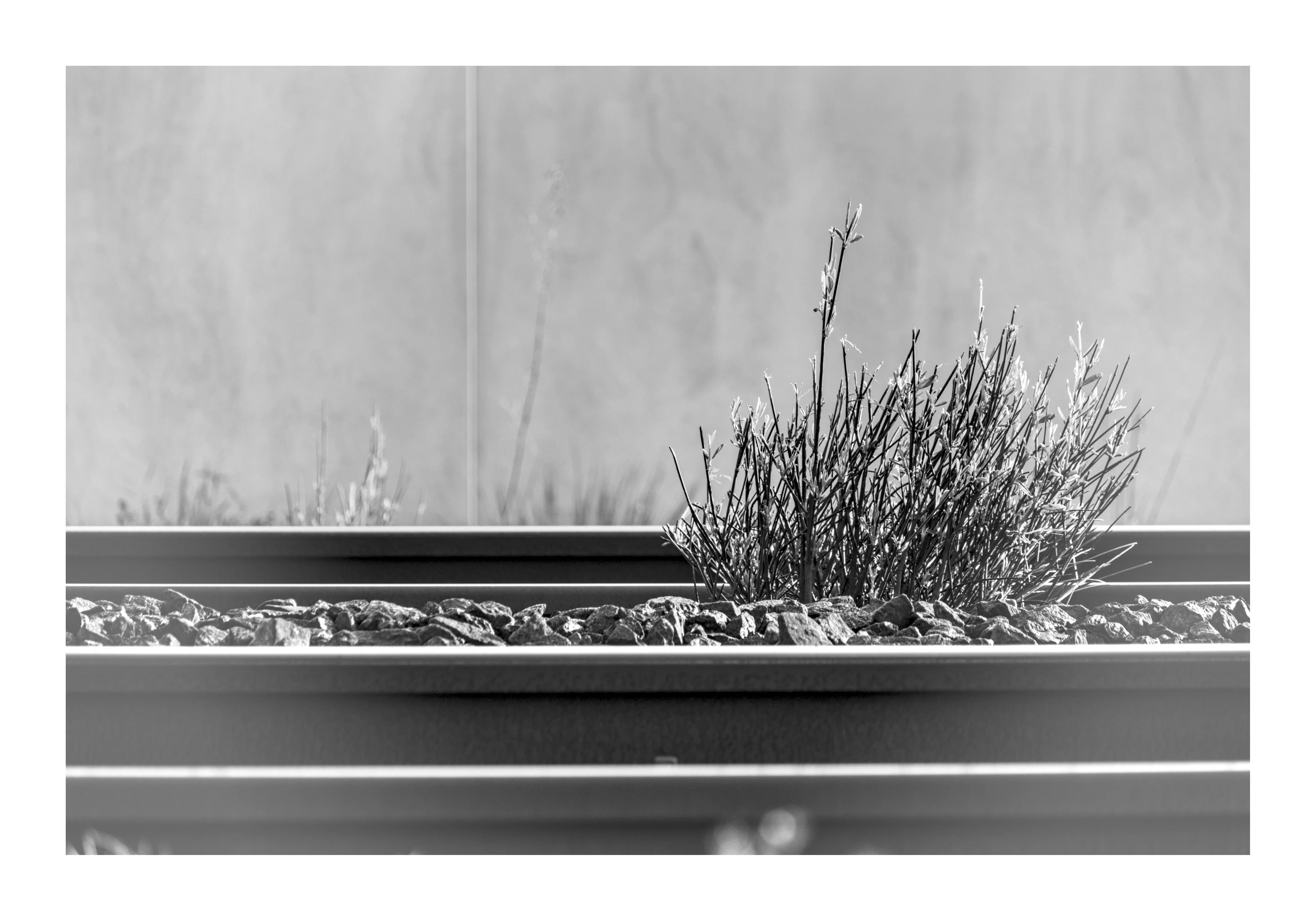 Herbe sur des voies de chemin de fer